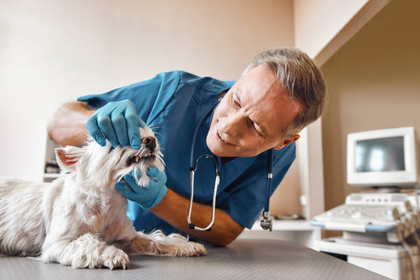 Best Walk-In Emergency Dentist in Chester Center, CT